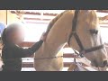 Photo A Girl And A Horse