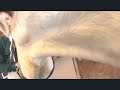 Picture A Girl And A Horse