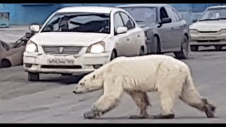 В Норильске развернулась операция по спасению истощённого белого медведя, который вышел к людям (20.06.2019 15:08)