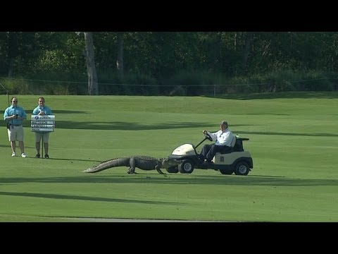 El cocodrilo de tres piernas que se coló en un torneo de golf El cocodrilo de tres piernas que se coló en un torneo de golf