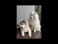 New Funny Animals  Funniest Cats and Dogs Videos