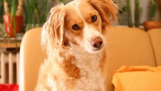 Official trailer - THE DOGS WHO SAVED CHRISTMAS