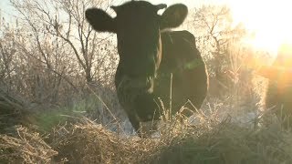 Фермер из Зауралья может получить четыре года лишения свободы за GPS-трекер для своей коровы