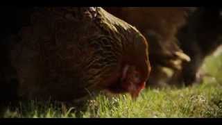 Q-dance @ Mysteryland 2014 | Official Q-dance Trailer