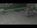 Photo Penampakan Alien Nyata Video Cctv Alien Asli Di Bumi