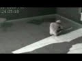 Picture Penampakan Alien Nyata Video Cctv Alien Asli Di Bumi