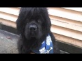 Photo Newfoundland Dog George The 70kg Newfie