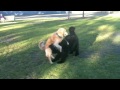 Picture Newfoundland Dog George The 70kg Newfie