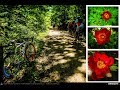 VIDEOCLIP Traseu SSP Bucuresti - Comana - Vlad Tepes - Bucuresti (bujorul de padure in Padurea Comana) [VIDEO]