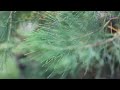 Image Short Video Sma 3 Bandung