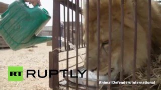 Более 30 львов были освобождены из цирков Перу