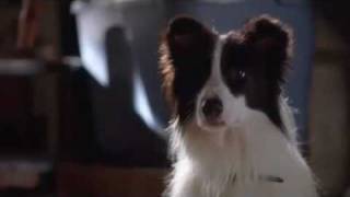 A Dog Year - Trailer.mp4