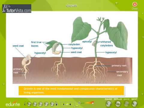 Plant Growth And Development