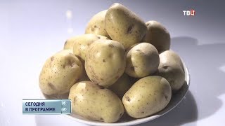 Картофель свежий. Естественный отбор