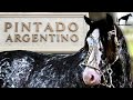 El Pintado Argentino  -Del Cerro Soy