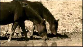 Trailer Oficial Cuates de Australia / Everardo González