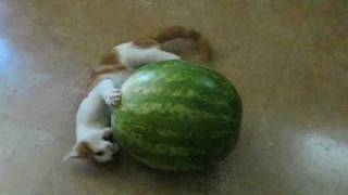 How to Eat Watermelon?