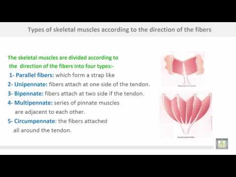 Anatomy 1 | C1 - L3 | Muscles
