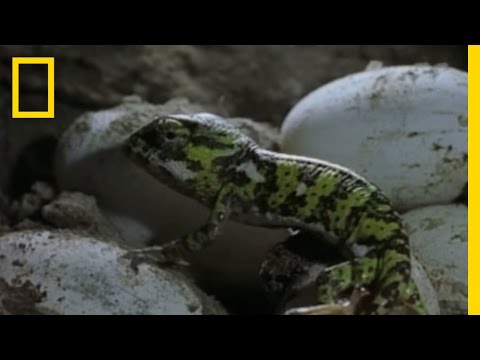 Chameleon Babies: Home Alone