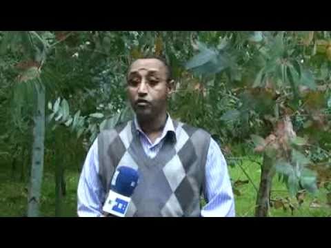 Los árboles españoles repueblan los barrancos de las Tierras Altas de Etiopía