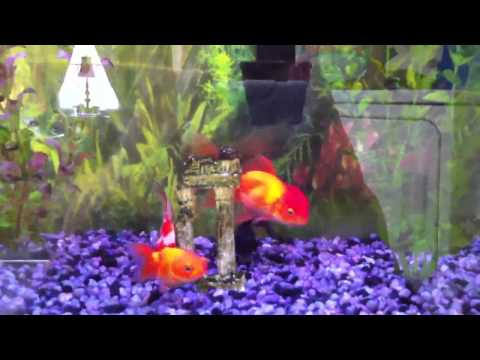 55 Gallon Goldfish Aquarium " update "