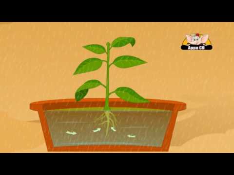 Learn About Plants - Photosynthesis