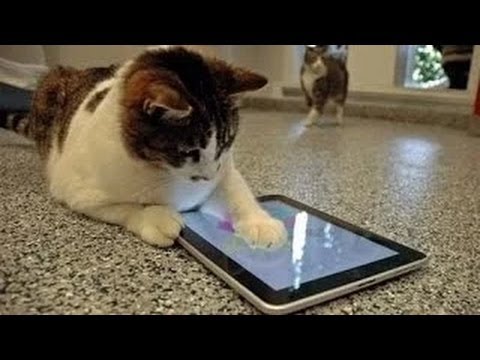VIDEOS GRACIOSOS DE SUSTOS DE GATOS videos graciosos de sustos de gatos: