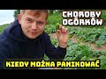 Og?rki w opaach Nie kada plama to choroba!