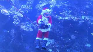 Новый год под водой: в Калифорнии Санта-Клаус поздравил детей из аквариума