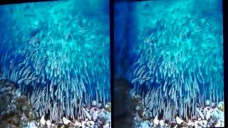 Under The Sea IMAX Trailer in 3d Cam