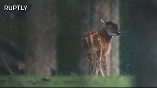 Детёныша вымирающего вида оленей показали в зоопарке Великобритании