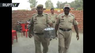 В Индии почтового голубя задержали по подозрению в шпионаже