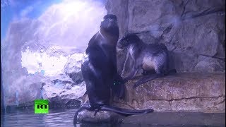 Детёныша морского котика впервые показали в океанариуме в Москве (25.03.2019 23:45)