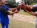 Photo Sabung Lemon Vs Ayam Kampung