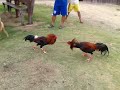 Image Sabung Lemon Vs Ayam Kampung
