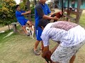 Picture Sabung Lemon Vs Ayam Kampung