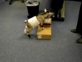 Cute Pygmy Goat in the Office, Cute Pygmy Goat in the Office Video