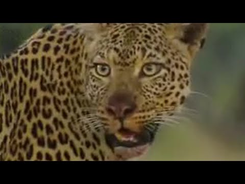 Leopards vs zebra - BBC wildlife