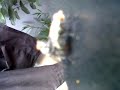 Picture Sex Ala Lalat