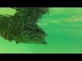 Photo Sight Fishing Smallmouth Bass