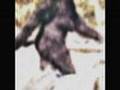 Bigfoot - Sasquatch evidence analysis