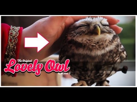 Thumbnail image for 'This is quite possibly the cutest owl video you will ever watch'