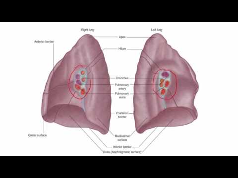 Anatomy 1 | C1 - L12 | Lungs