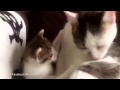 Kitten Copies Mama Cat
