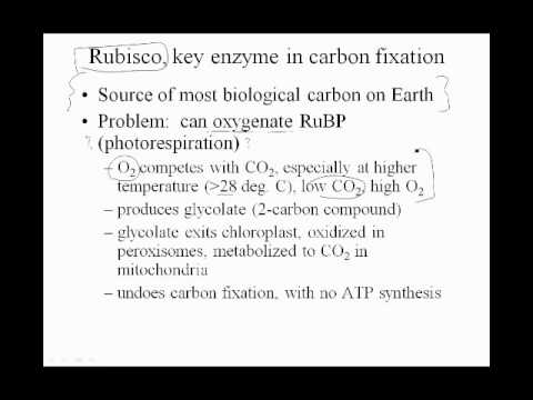 Rubisco Carbon Fixation