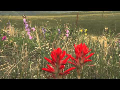 William Frederick Hayden Park at Green Mountain Getaways - Great hiking, wildlife viewing, mountain biking, birdwatching and dogwalking within minutes of Denver. This is a great place to see the wildflowers bloom in Lakewood, Colorado. And its free!