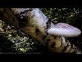 VIDEOCLIP Traseu MTB Muntii Siriu: Nehoiasu - Lunca Jaristei - Lacul Vulturilor - Nehoiu - Gura Bascei