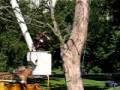 arborist training 4