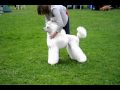 DSC_0096.AVI DSC_0096.AVI