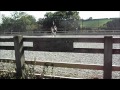 Bickleigh Stables